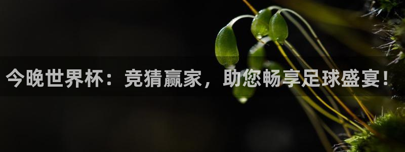 世界杯预选赛欧洲:今晚世界杯:竞猜赢家,助您畅享足球盛宴!